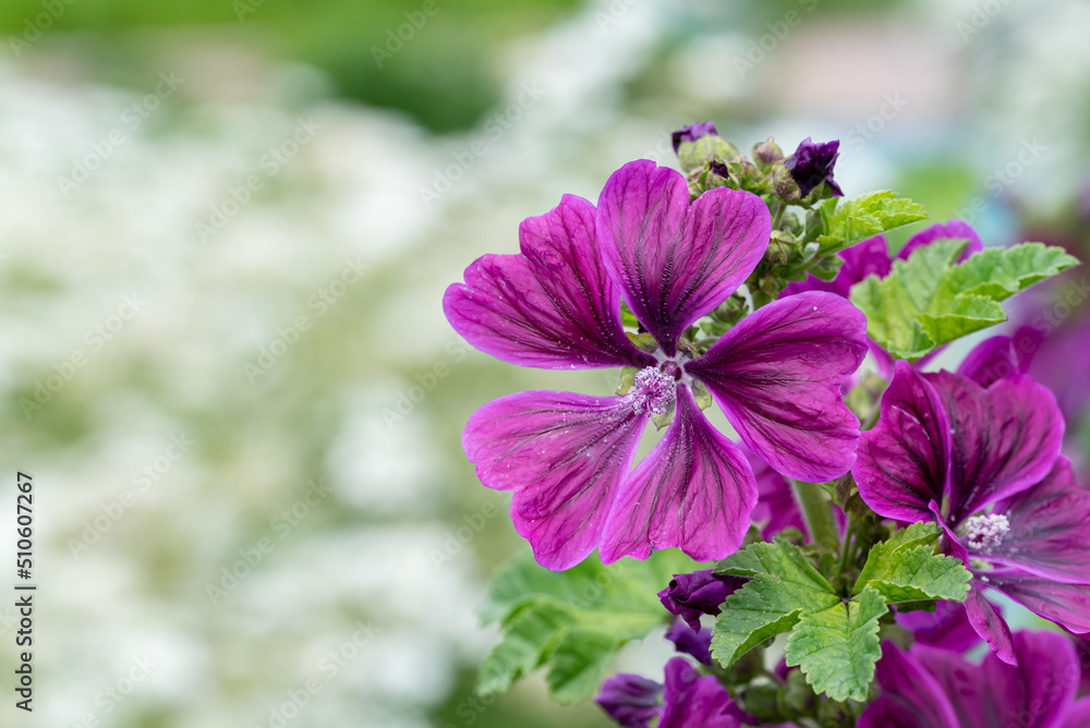 銭葵の花のアップ 銭葵の花のアップ