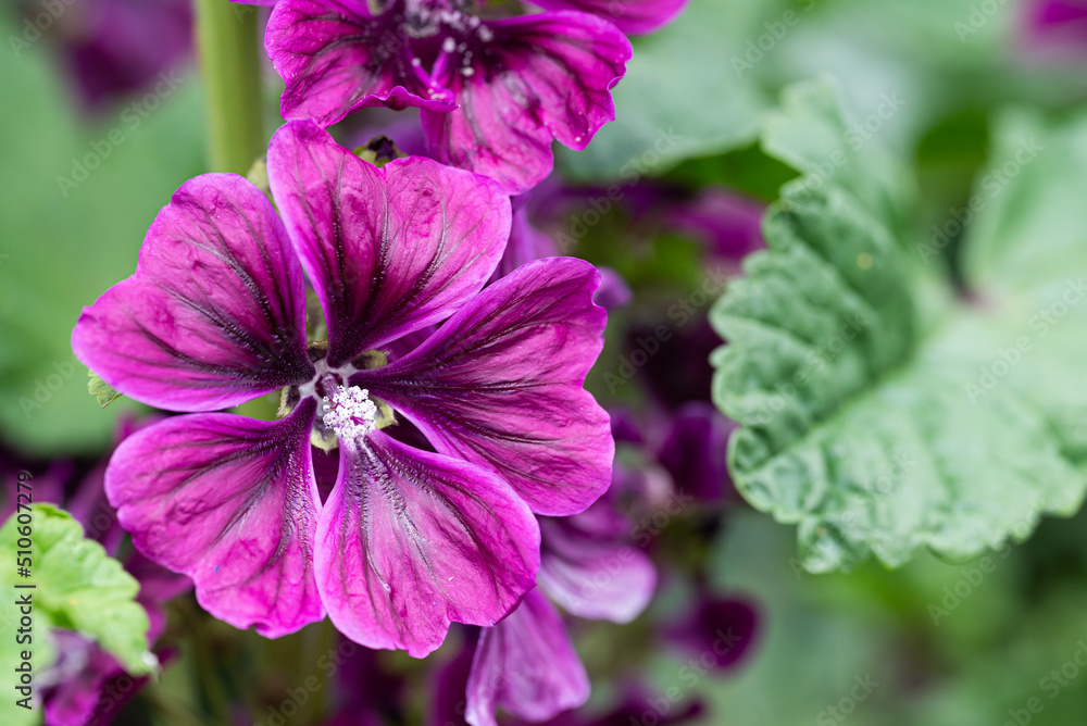 銭葵の花のアップ 銭葵の花のアップ