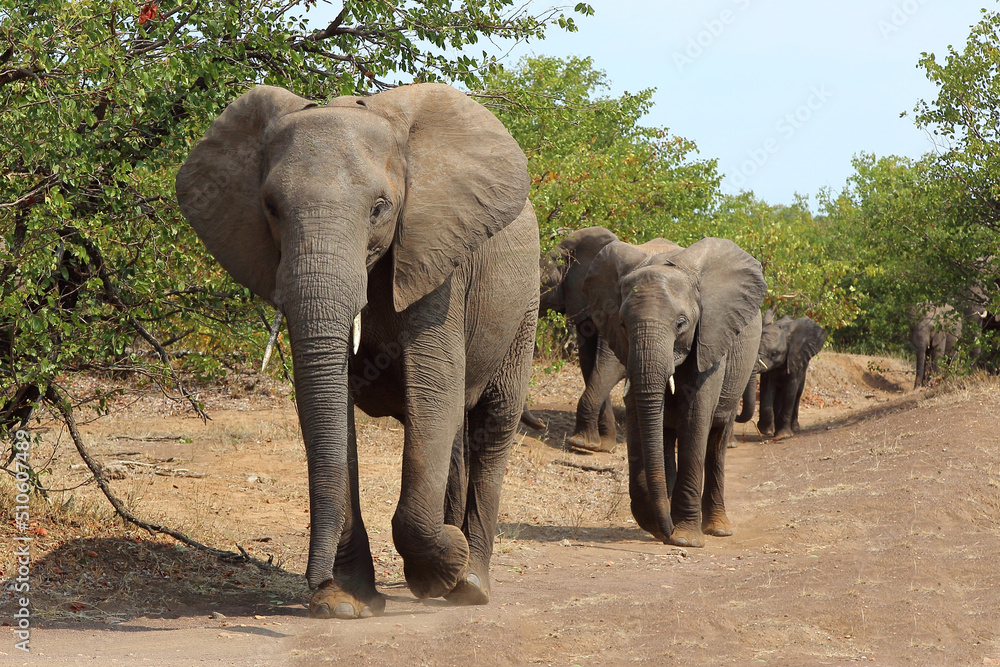 Fototapeta premium Afrikanischer Elefant / African elephant / Loxodonta africana