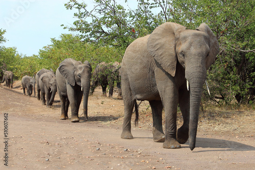 Afrikanischer Elefant   African elephant   Loxodonta africana