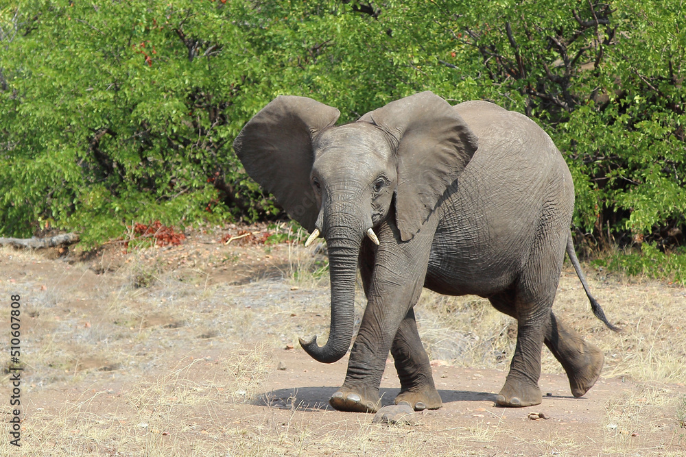 Afrikanischer Elefant / African elephant / Loxodonta africana Afrikanischer Elefant / African elephant / Loxodonta africana