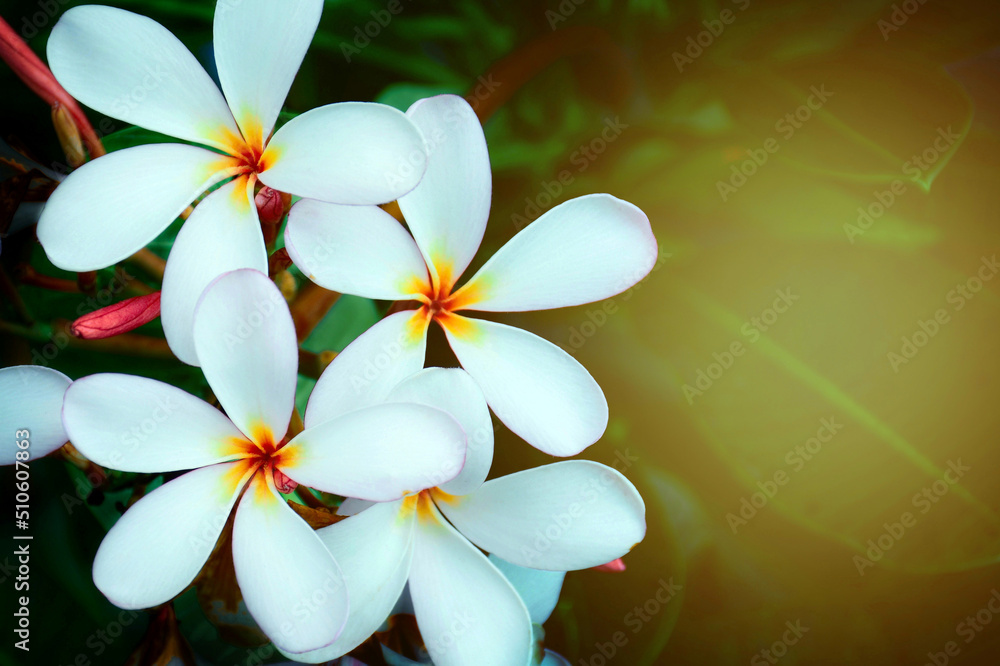frangipani plumeria flower frangipani plumeria flower