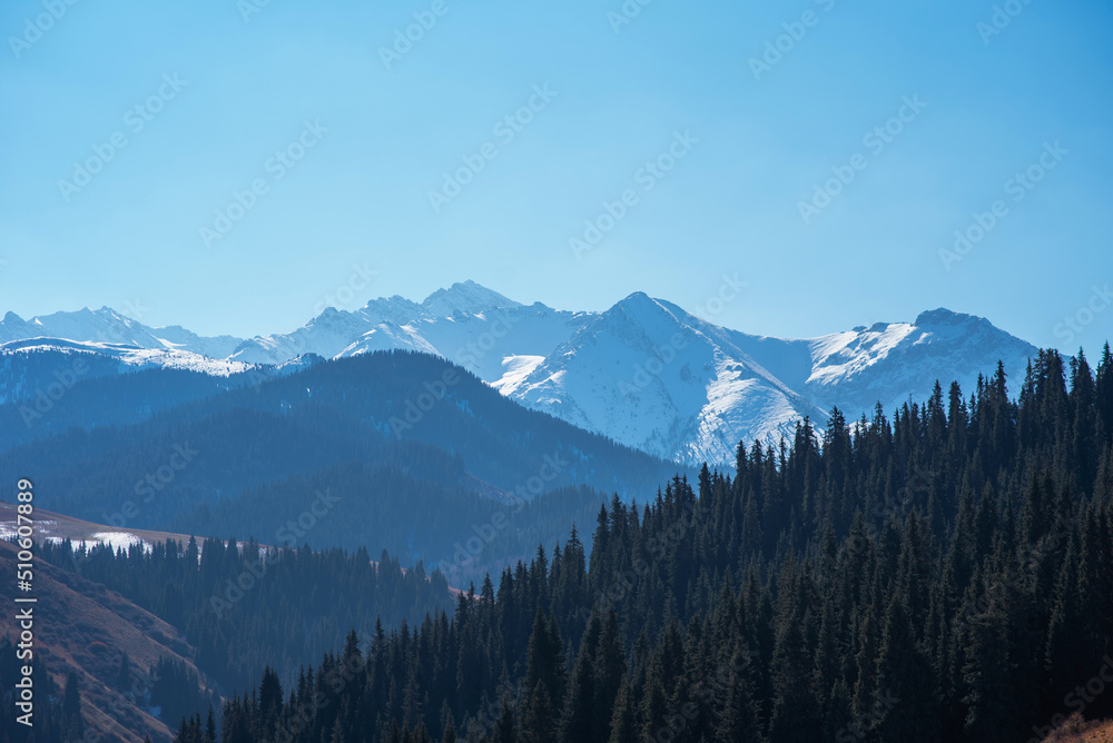 Obraz premium Mountain range with visible silhouettes through the morning fog. The slopes of the mountains are covered with spruce forest. Beauty of wild nature.