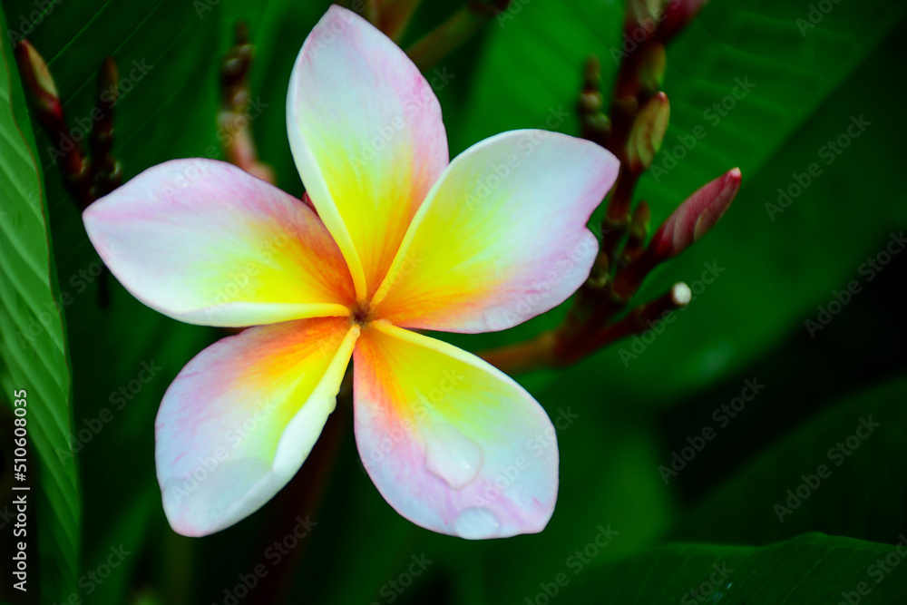 frangipani plumeria flower frangipani plumeria flower