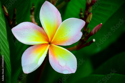 frangipani plumeria flower