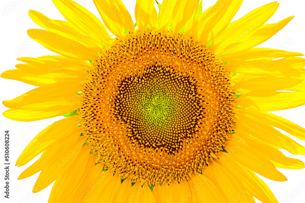 Naklejka premium sunflower close up