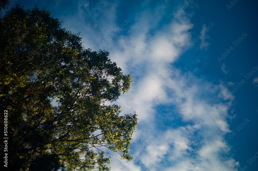 橡と空 橡と空