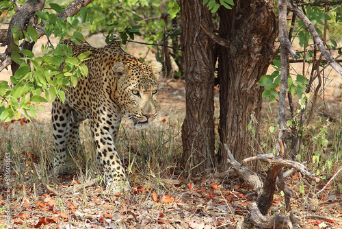 Leopard   Leopard   Panthera pardus.