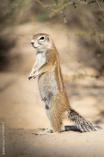 Photos A curious Cape Ground Squirrel keeping watch, Kgalagadi Transfrontier Park, Sout