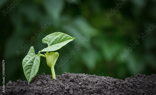ecology concept background, plant growing out of soil