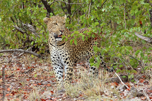 Leopard   Leopard   Panthera pardus.