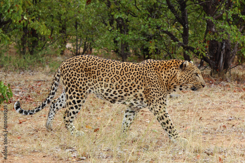 Leopard / Leopard / Panthera pardus. Leopard / Leopard / Panthera pardus.