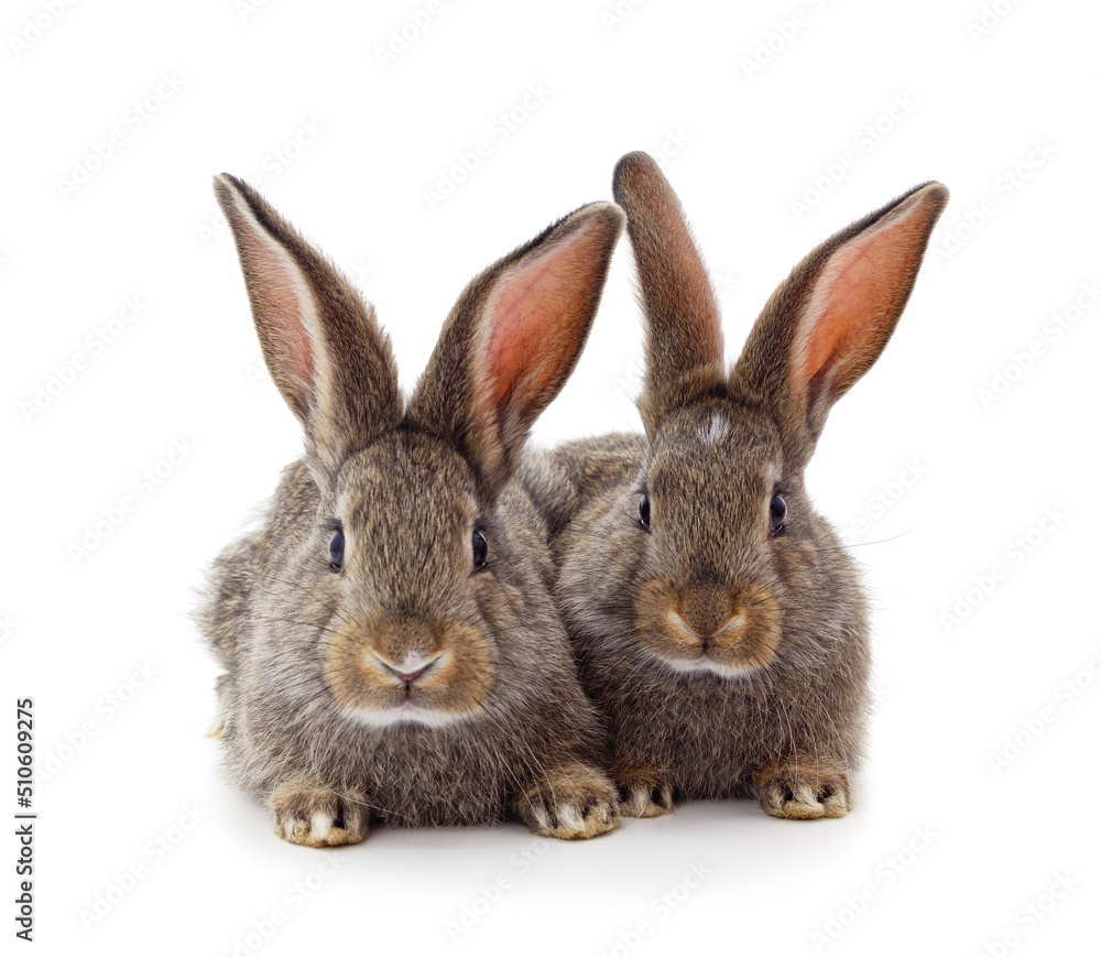 Two brown rabbits.