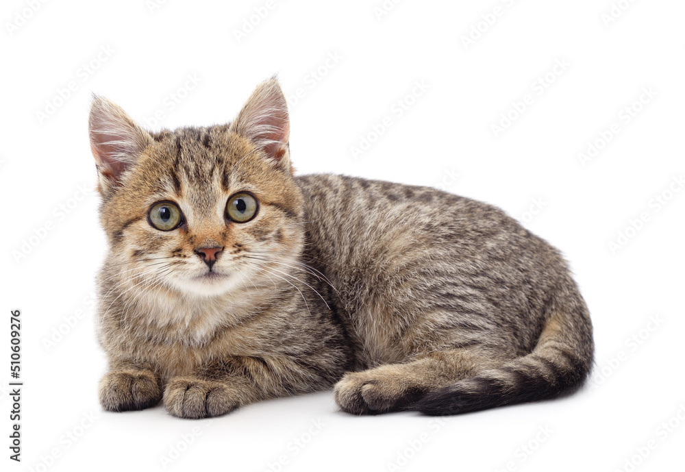 Obraz premium Brown little kitten sitting.