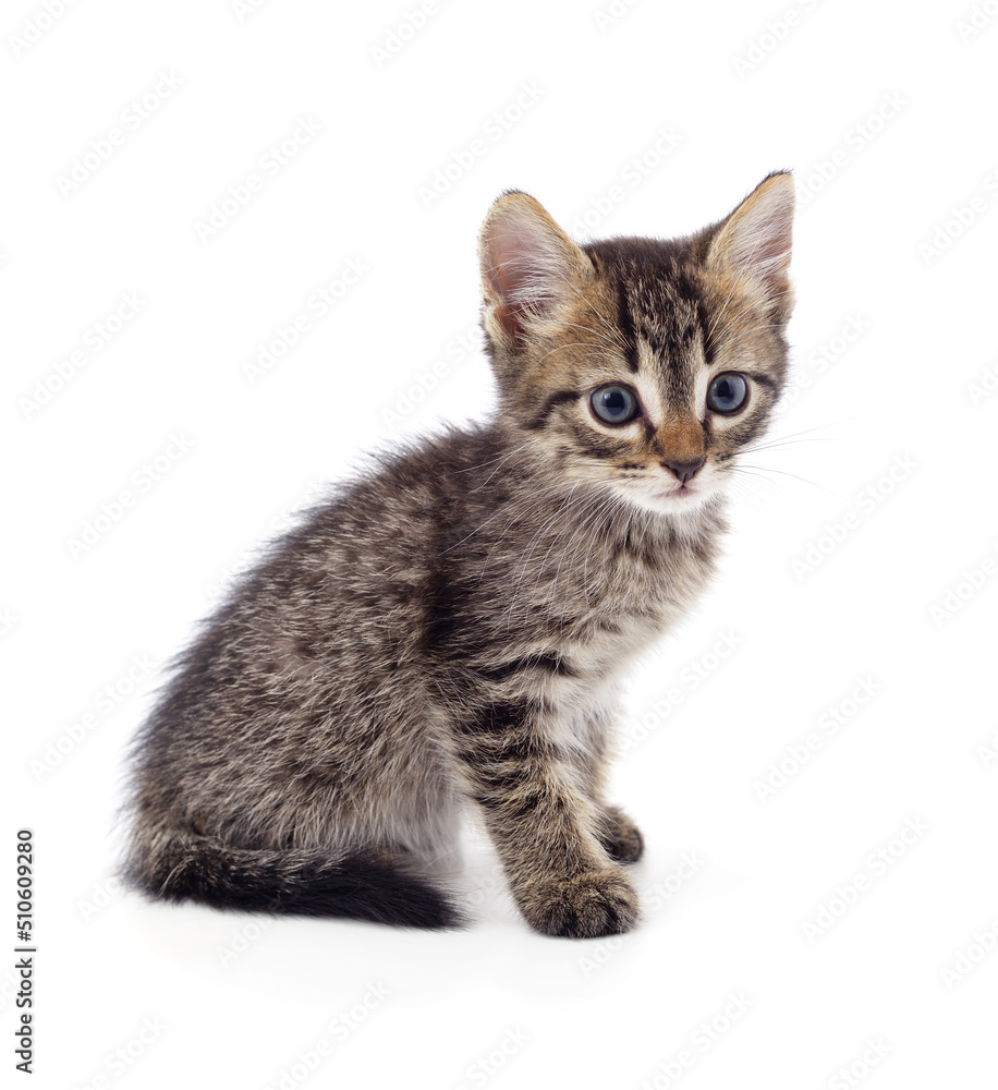 Brown little kitten sitting. Brown little kitten sitting.