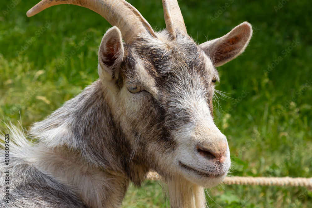 Grey goat portrait on grass background. Horned goat grazing on a green meadow, rural scene