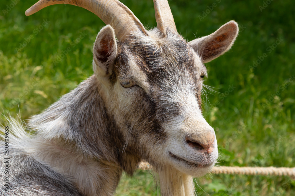 Grey goat portrait on grass background. Horned goat grazing on a green meadow, rural scene Grey goat portrait on grass background. Horned goat grazing on a green meadow, rural scene