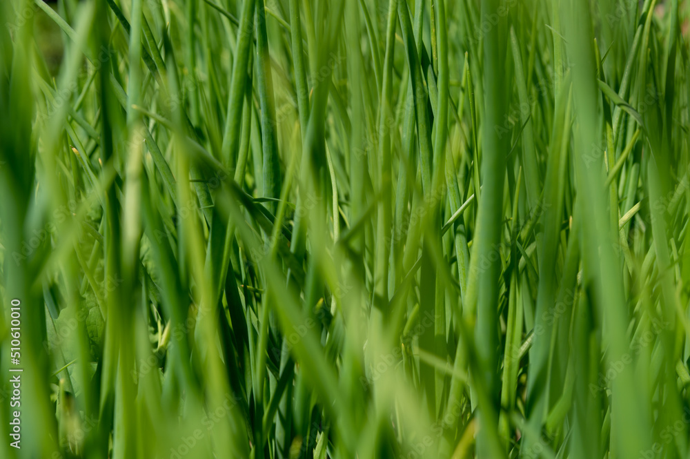 Green grass close-up as a background. Selective focus. Green grass close-up as a background. Selective focus.