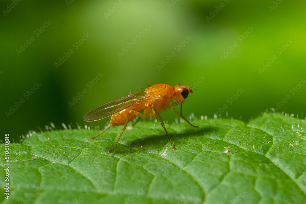 Ptecticus trivittatus - soldier fly is a family of Stratiomyidae Ptecticus trivittatus - soldier fly is a family of Stratiomyidae