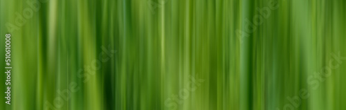 Natural background  green grass. Blurred motion. Green grass close-up as a background.