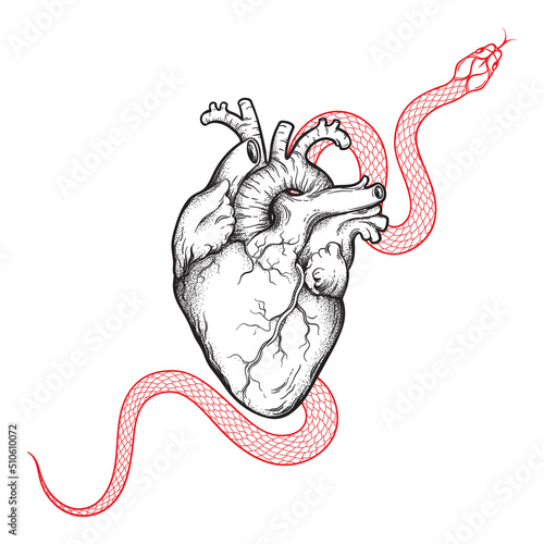 Human heart and serpent hand drawn line art and dotwork. Flash tattoo or print design isolated vector illustration.
