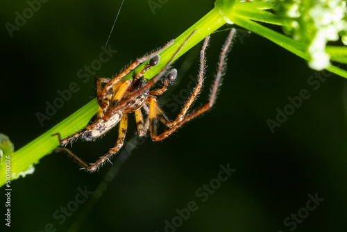 Close up macro shot of a brown forest spider on a flower stalk. Summer sunny day © Oleh Marchak