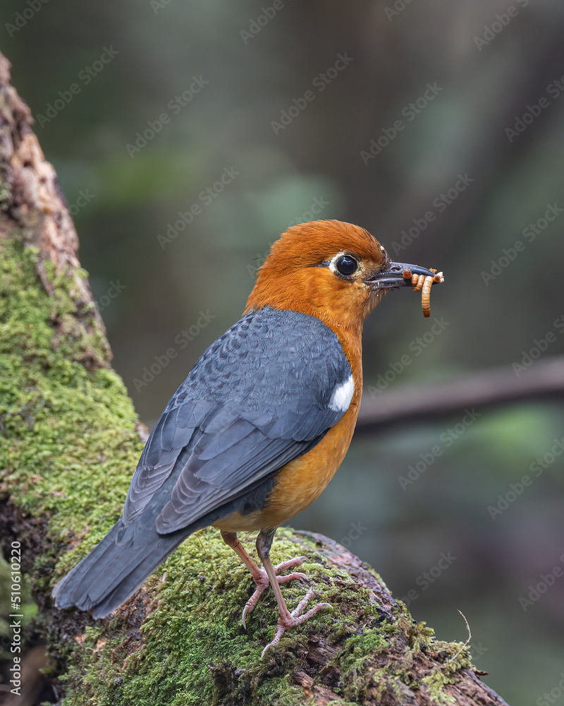 Fototapeta premium Nature wildlife image of uncommon resident bird Orange-headed thrush in Sabah, Borneo