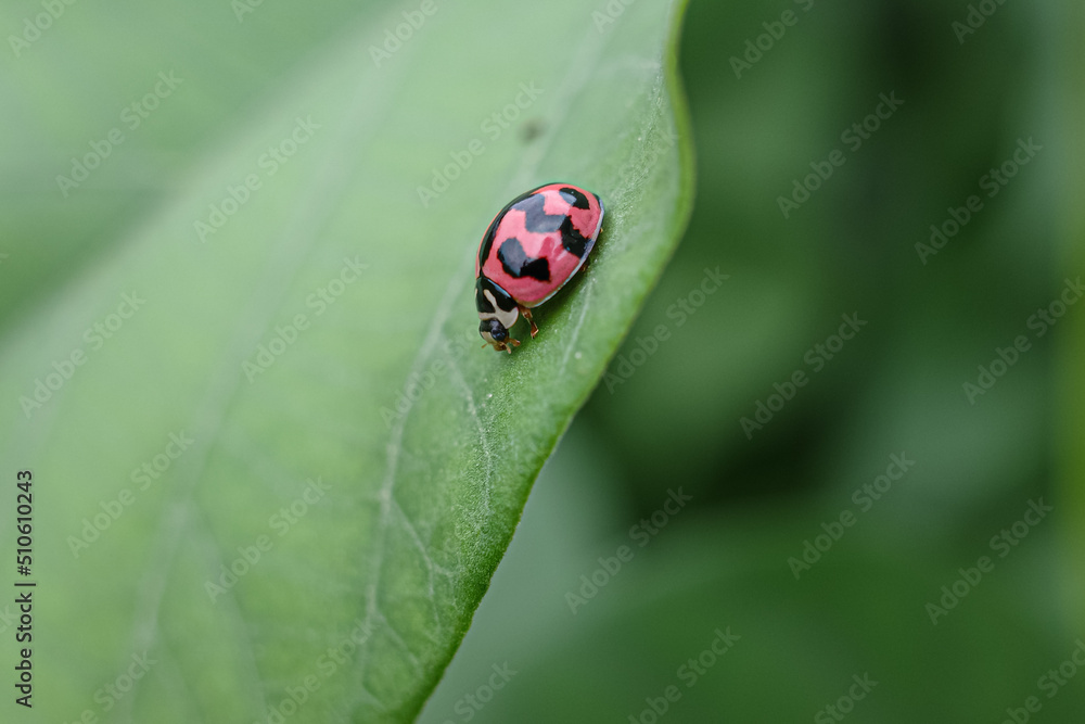 ladybug on green leaf