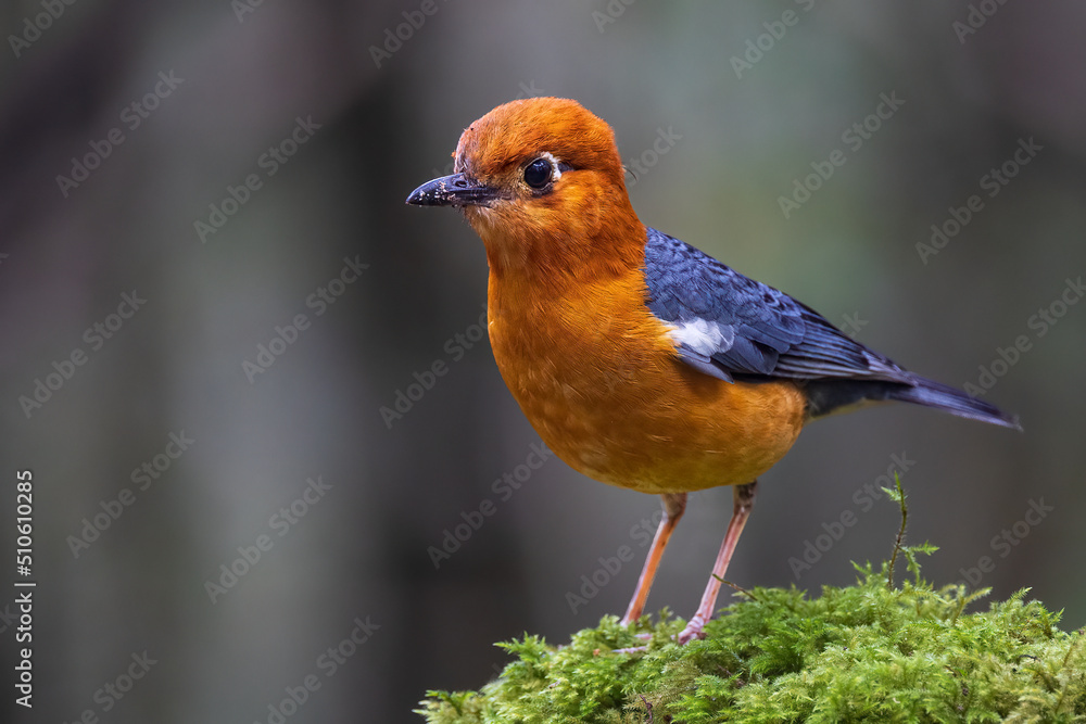 Fototapeta premium Nature wildlife image of uncommon resident bird Orange-headed thrush in Sabah, Borneo