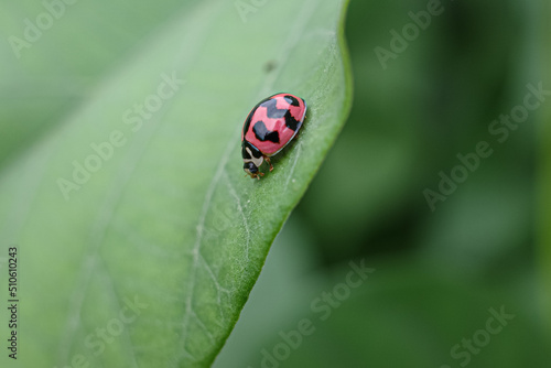 ladybug on green leaf