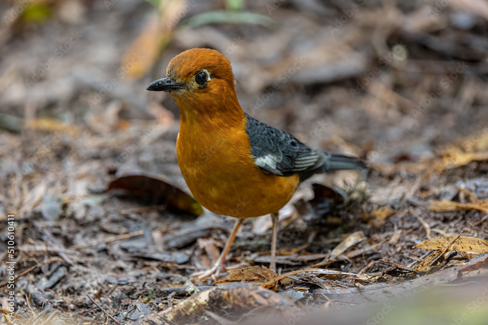 Nature wildlife image of uncommon resident bird Orange-headed thrush in Sabah, Borneo Nature wildlife image of uncommon resident bird Orange-headed thrush in Sabah, Borneo