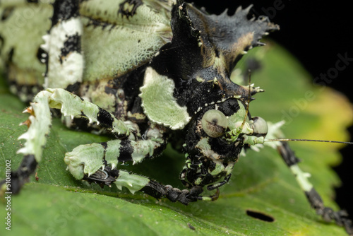 Nature wildlife image of Trachyzulpha Katydid or scientifically known as T. fruhstorferi, Tettigoniidae photo