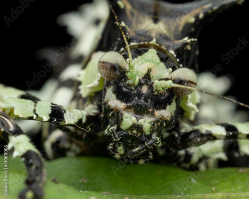 Nature wildlife image of Trachyzulpha Katydid or scientifically known as T. fruhstorferi, Tettigoniidae photo