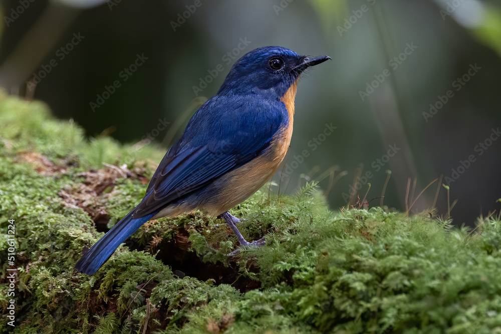 Nature wildlife image of Dayak Blue Flycatcher bird deep jungle forest in Sabah, Borneo Nature wildlife image of Dayak Blue Flycatcher bird deep jungle forest in Sabah, Borneo