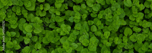 Light green leaves background