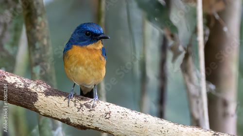 Nature wildlife image of Dayak Blue Flycatcher bird deep jungle forest in Sabah, Borneo