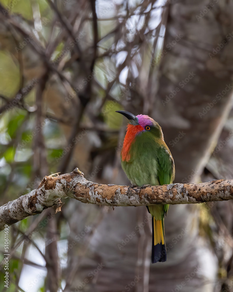 Nature wildlife bird of Red-bearded Bee-eater bird on branch Nature wildlife bird of Red-bearded Bee-eater bird on branch
