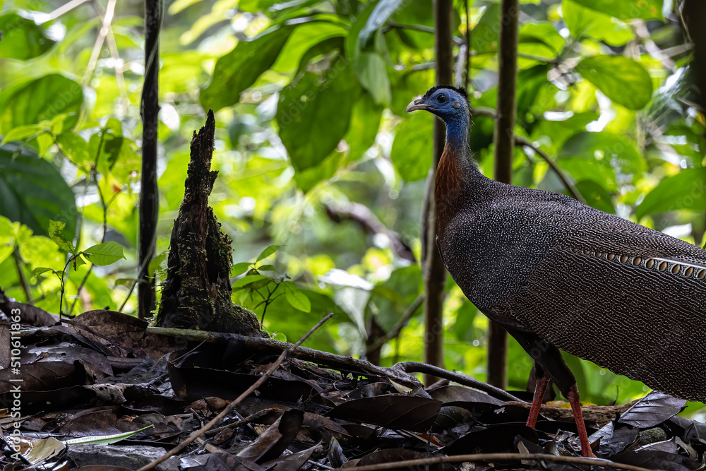 Naklejka premium Nature wildlife image of The Great Argus in the deep jungle in Sabah, Borneo