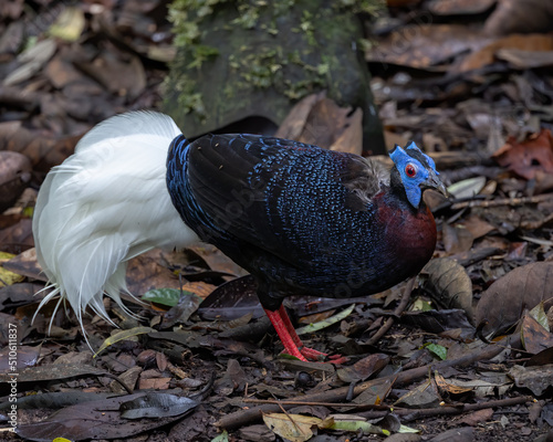 Nature wildlife of Bulwer's Pheasant rare endemic big bird of Sabah Borneo island. photo