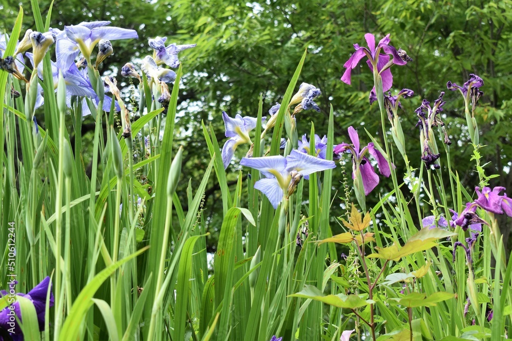 Obraz premium 池、植物園、菖蒲、映り込み