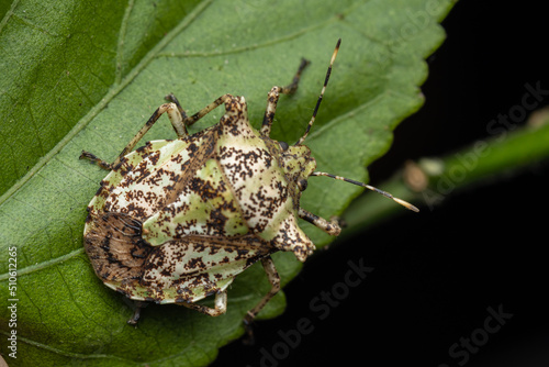 Nature wildlife of beautiful Jewel bug on green leaves photo