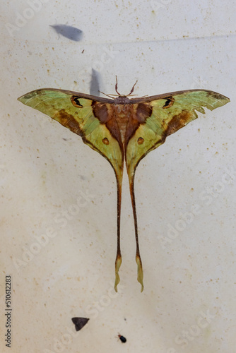 Macro image of Luna moth hanging on white cloth at Sabah, Borneo photo