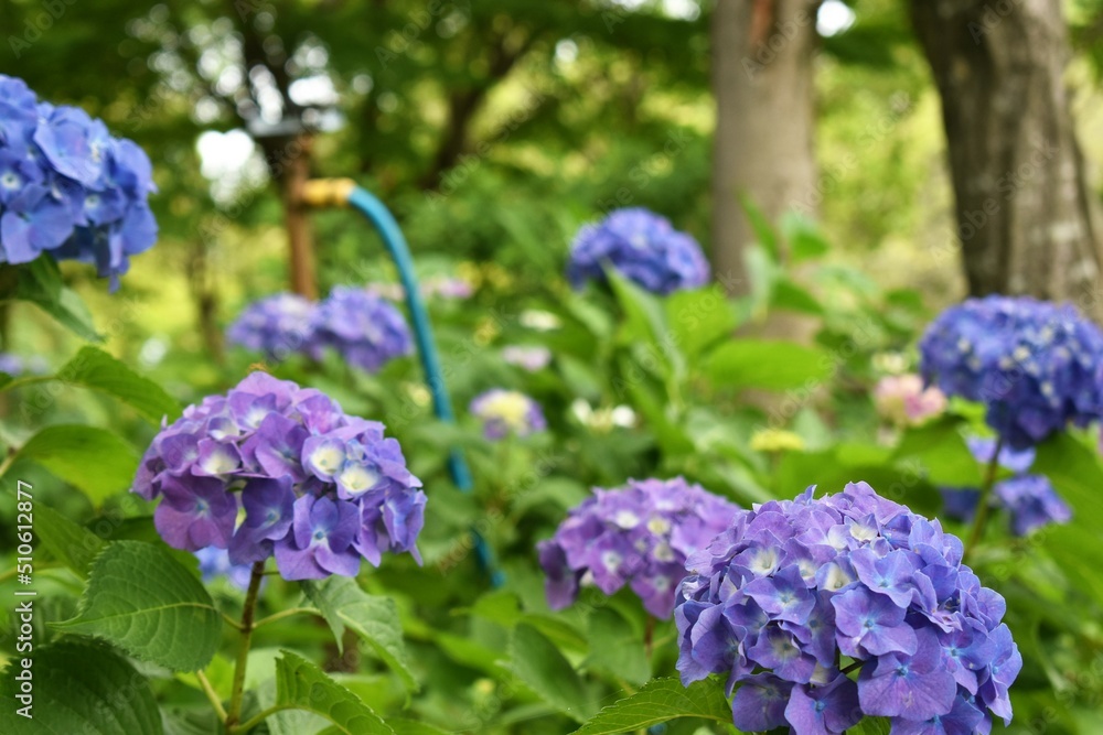 紫陽花、アジサイ、ダンスパーティ、6月、梅雨、雨模様、曇り空、植物園、花 紫陽花、アジサイ、ダンスパーティ、6月、梅雨、雨模様、曇り空、植物園、花