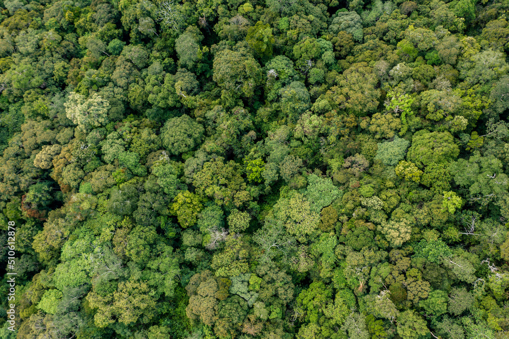 Aerial Drone image of Beautiful deep green rainforest jungle of Sabah, Borneo.	
