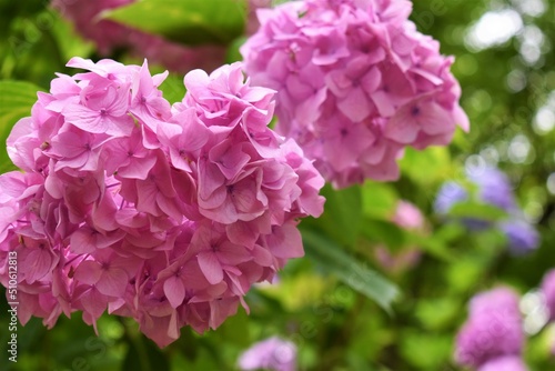 紫陽花、アジサイ、ダンスパーティ、6月、梅雨、雨模様、曇り空、植物園、花 © BJ