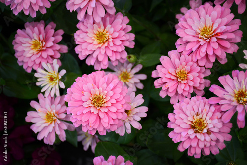 pink chrysanthemum flowers