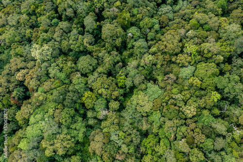 Aerial Drone image of Beautiful deep green rainforest jungle of Sabah  Borneo.  