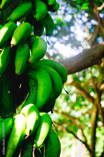 Unripe organic hybrid Latundan banana also called Tundan, silk banana, Pisang raja sereh, Manzana banana, or apple banana has high antioxidant contents. Selective focus. Portrait orientation. photo