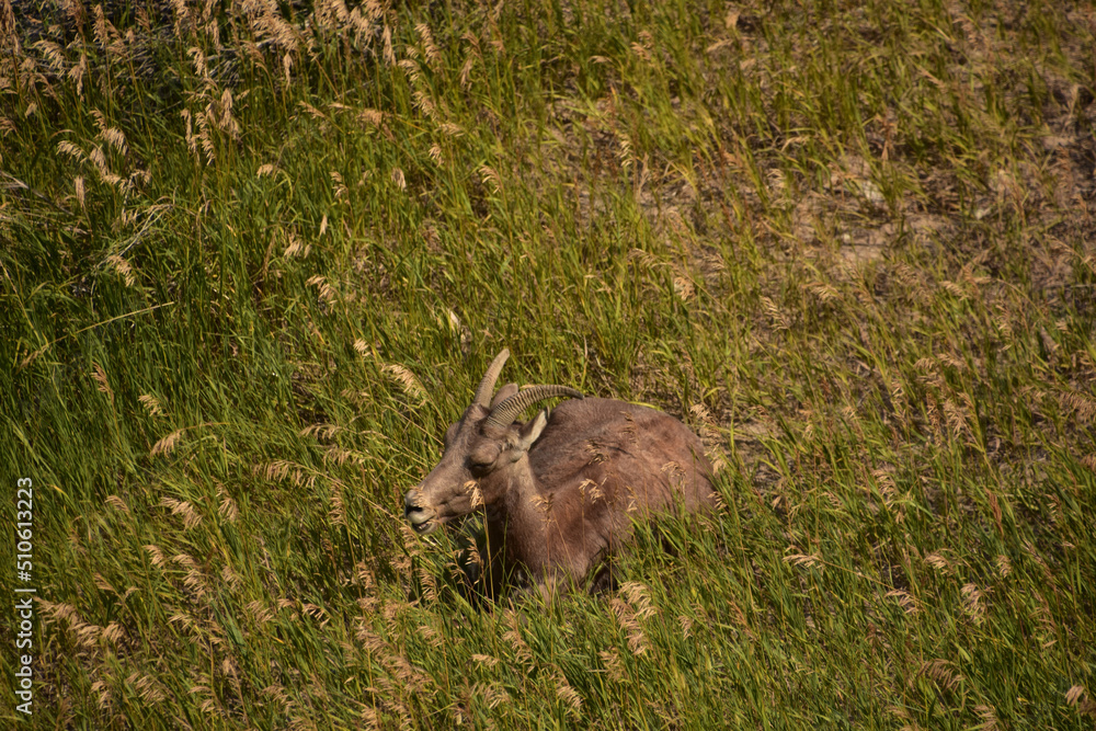 Bighorn Sheep Resting in Grass That is Tall Bighorn Sheep Resting in Grass That is Tall