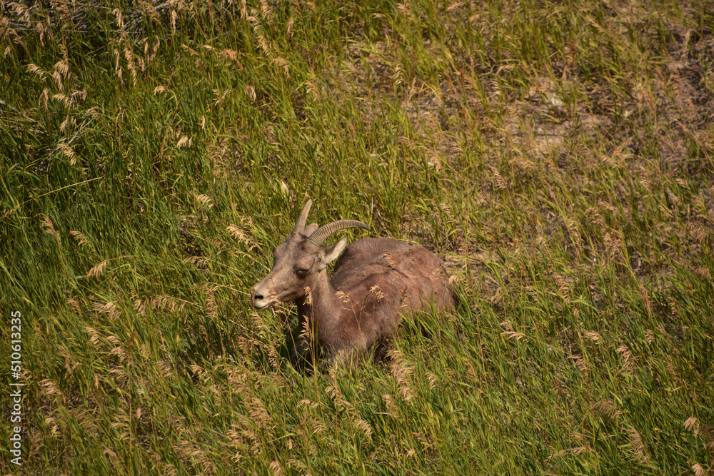 Bighorn Sheep Resting in Tall Grasses in the Badlands